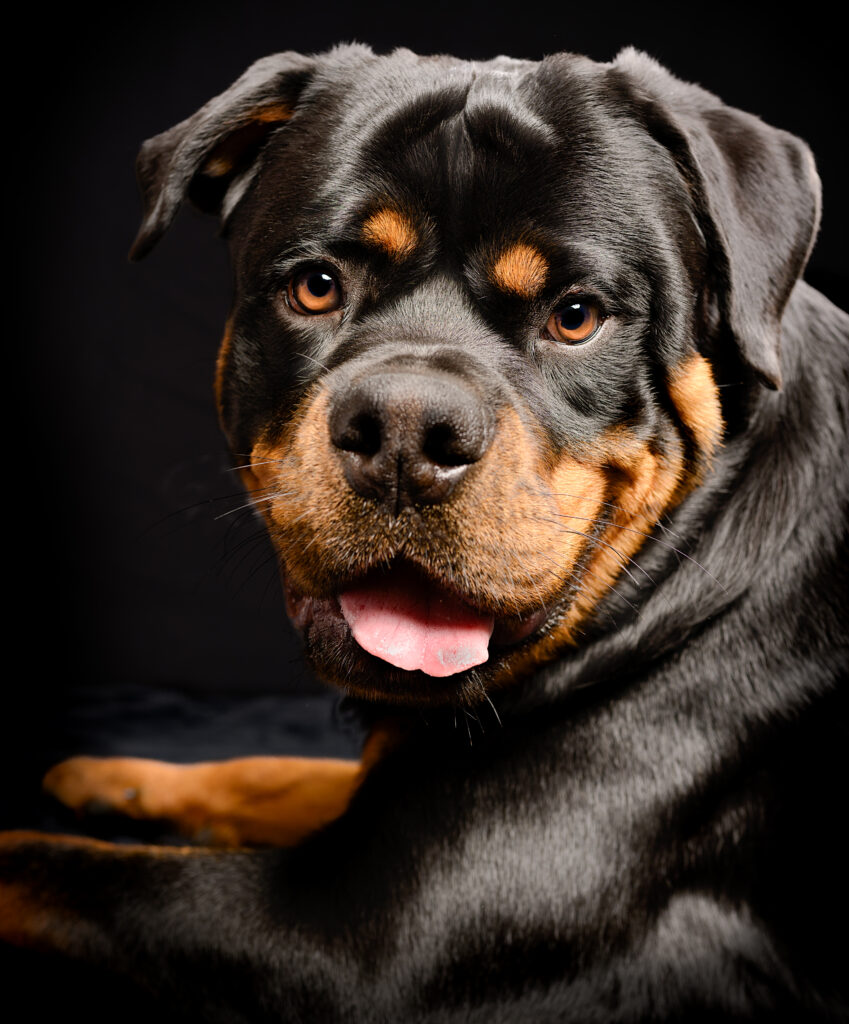 Koda