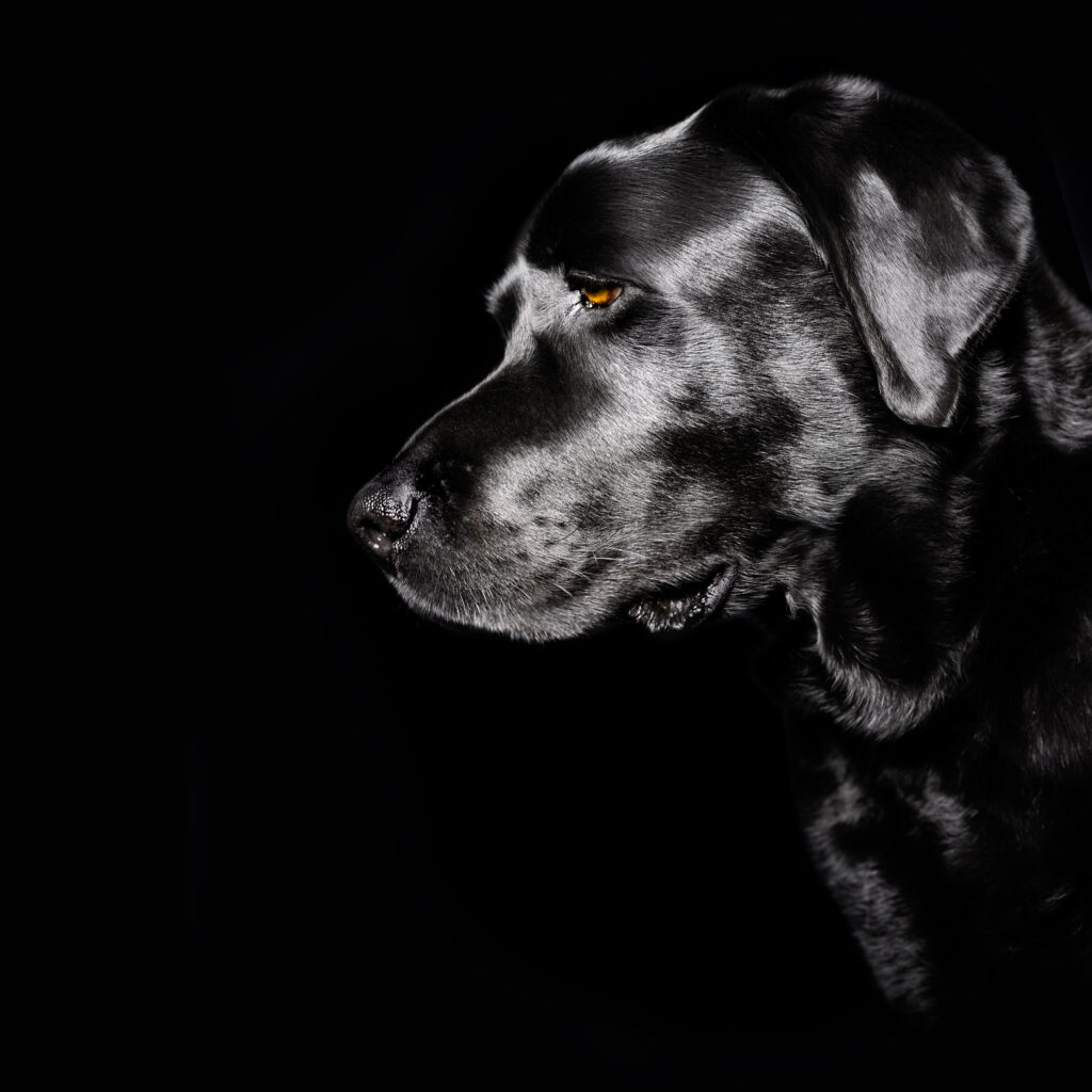 Monty